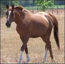 Quelle est la race de cette jument ?