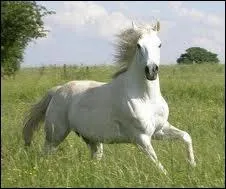 Quelle est la race de ce cheval espagnol ?