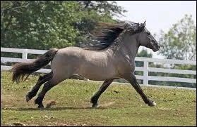 Quelle est la race de ce poney ?