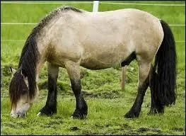 Quelle est cette race ?