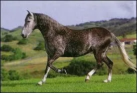 A quelle race appartient ce cheval ?