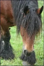 Quelle la race de ce cheval de trait ?