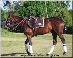 Quelle est cette race ?