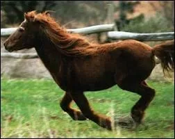 Quelle est la race de ce petit poney ?