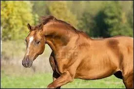 Quelle est la race de ce cheval au long cou ?