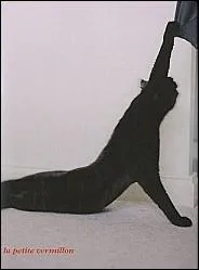 Dans un roman de Maurice Genevoix, il est question du chat :