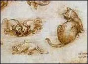 Pour quel chat Joachim du Bellay composa-t-il une pitaphe ?