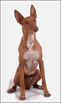 Quelle est cette race de chien qui est depuis 1974 le chien national de l'le de Malte qui mesure jusqu' 63 cm au garrot et qui peut peser 20 kg ?