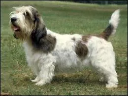 Quel est le nom de cette race de chien entte, considre comme le plus rapide de tous le bassets et qui est un chien de chasse courageux et vloce ?