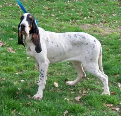 Quel est le nom de cette race de chien issu du croisement de deux races franaises de chiens courants et qui mesure entre 50 et 58 cm au garrot ?