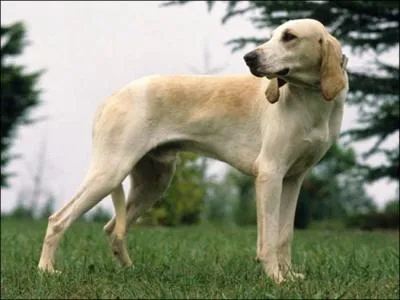 Quel est le nom de cette race de chien originaire de France qui affiche une belle stature, muscle avec ses 70 cm au garrot ?
