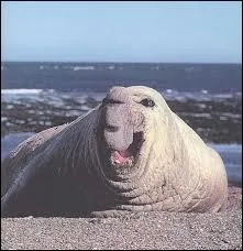 A quelle esp�ce appartient l'�l�phant de mer ?