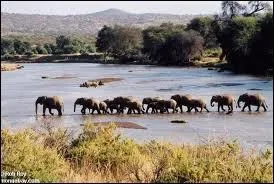 Qui a chant� :  Quand j'serai vieux J'te f'rai le plan D'chercher le cimeti�re des �l�phants  ?