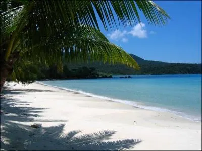 Quel animal pensez-vous rencontrer sur cette plage ?