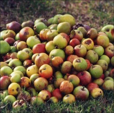 A m�diter :   Les hommes sont comme des pommes, quand on les entasse, ils pourrissent   . De quel �crivain et r�volutionnaire fran�ais nous vient cette citation ?