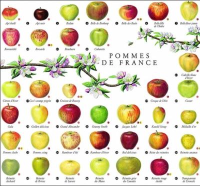 Il existe plus de 20 000 varits de pommes dans le monde. Parmi ces appellations, laquelle n'est pas une varit de pommes ?