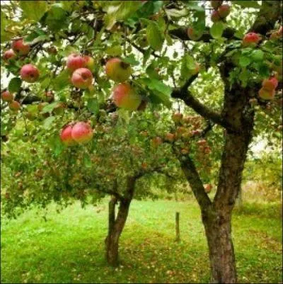 Avec une production de plus de 25 millions de tonnes par an, quel est le pays premier producteur de pommes au monde ?