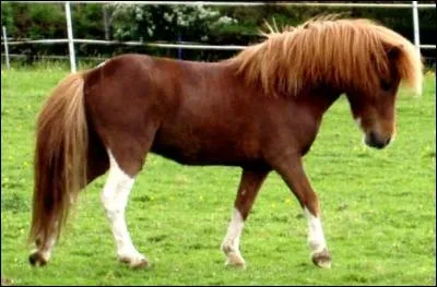 Quelle est ma race ?