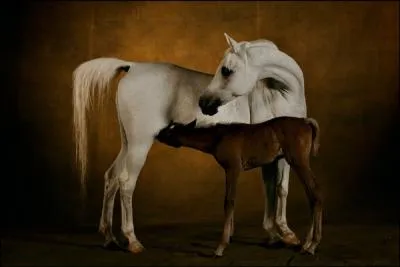 Quelle est ma race ?