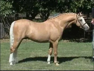 Quelle est ma race ?