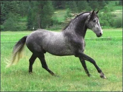 Quelle est cette robe ?