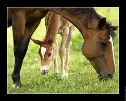 A quoi servait le cheval dans le pass ?