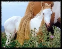 Combien existe-il de races ?