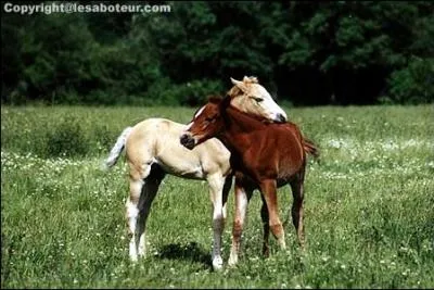 Que veut dire foal ?
