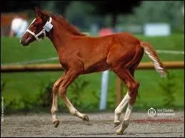 A quoi sert la brosse douce ?