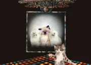 Quiz Nom/Interprte de l'album 4. Indice le chat !