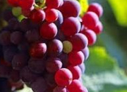 Quiz NE2 - Quiz juteux : le raisin