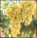 Raisin blanc. Les gros grains ovales de couleur ambre, au got musqu ont la peau paisse. Il se dfait peu  la cuisson et accompagne avantageusement les plats cuisins.