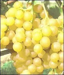 C'est une cration INRA : raisin blanc  gros grains ronds de saveur neutre. Ses grappes sont idales pour agrmenter les coupes de fruits.