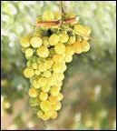 Cette varit a t obtenue en 1916 par le croisement du Dattier de Beyrouth et la Perle de Csaba. Les grappes sont moyennes, les grains gros, ronds et dors. La chair croque sous la peau peu paisse.