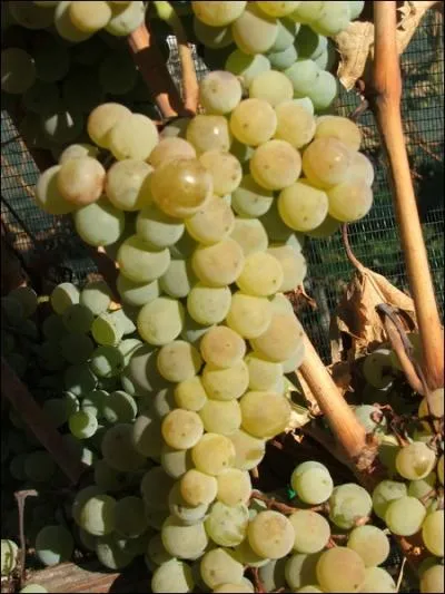 Cet ancien cpage  baies jaunes roses est connu pour sa maturit trs tardive -mi octobre- et son incroyable facult  se conserver quand les chambres frigorifiques n'existaient pas.