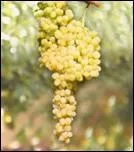 Cpage blanc de raisin de table. Il est trs cultiv dans le monde pour la production de raisins frais et la prparation de raisins secs. Le nom voque la vigne du sultan.