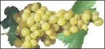 Les grains allongs, fermes, et gros de ce raisin blanc ont un got trs agrable. Excellent raisin de table  grandes grappes, dlicieux quand on ne les trouve pas  moiti verts dans le commerce