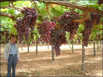 De grandes grappes, longues, ailes, plus ou moins compactes. Les baies petites  moyennes, de forme elliptique,  la peau de couleur rose violac  noir violac tancheront votre soif.