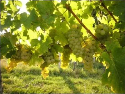 Un blanc prcoce appel pulsart blanc, madeleine blanche, luglienga bianca en Italie, limian.