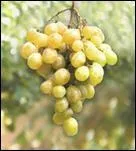 En France, il est cultiv dans les Pyrnes-Orientales depuis plus de 2000 ans. Il sert  la production de deux vins doux naturels .