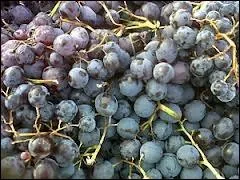 Les grappes sont opulentes, les raisins noirs aux grains ovales,  la chair sucre et musque. Il se conserve bien et rsiste aux maladies. Il est le meilleur des ... . noirs.