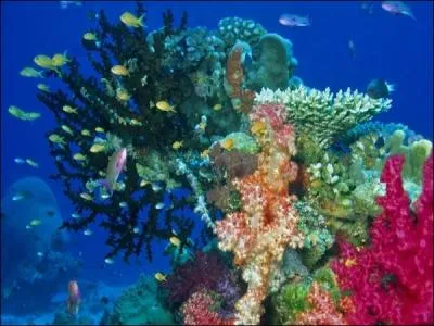 En dehors des poissons, voyez-vous d'autres animaux sur cette photo ?