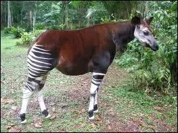 Combien peut peser au maximum un okapi ?