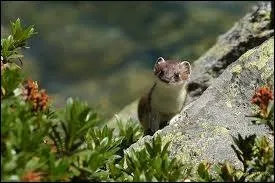 Quel est ce petit mammifre ?