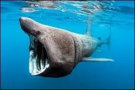 Que mange le requin plerin ?