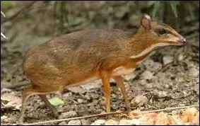 Et celle du tragule malais ?