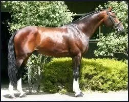 Quelle est sa taille moyenne ?