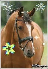 Quel est son poids moyen ?