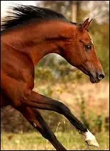 Quelles sont les robes rares dans cette race ?