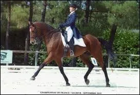 Il peut tre utilis aussi bien en attelage qu'en dressage.